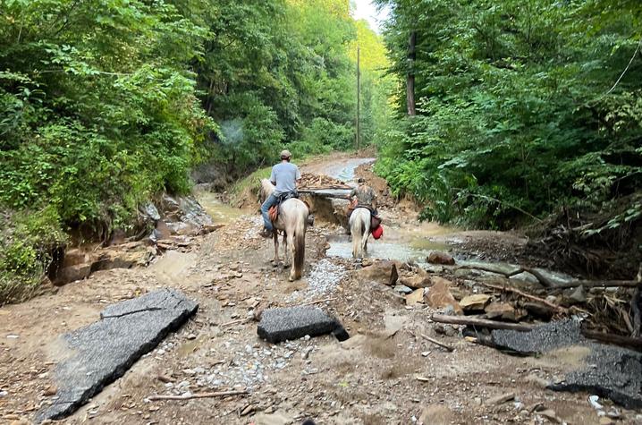 Exploring flooded land on horses