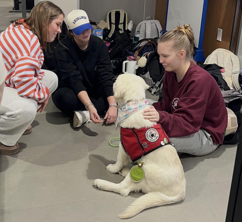 puppy with pups and pros