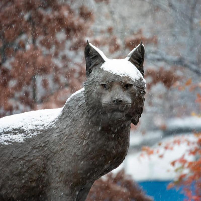Wildcat with snow on it