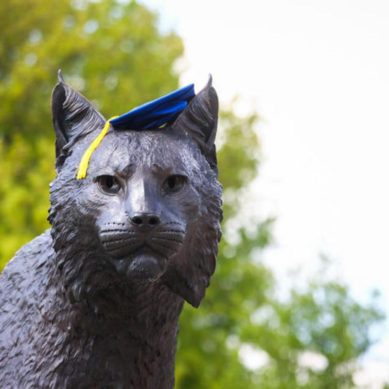 cap and gown cat
