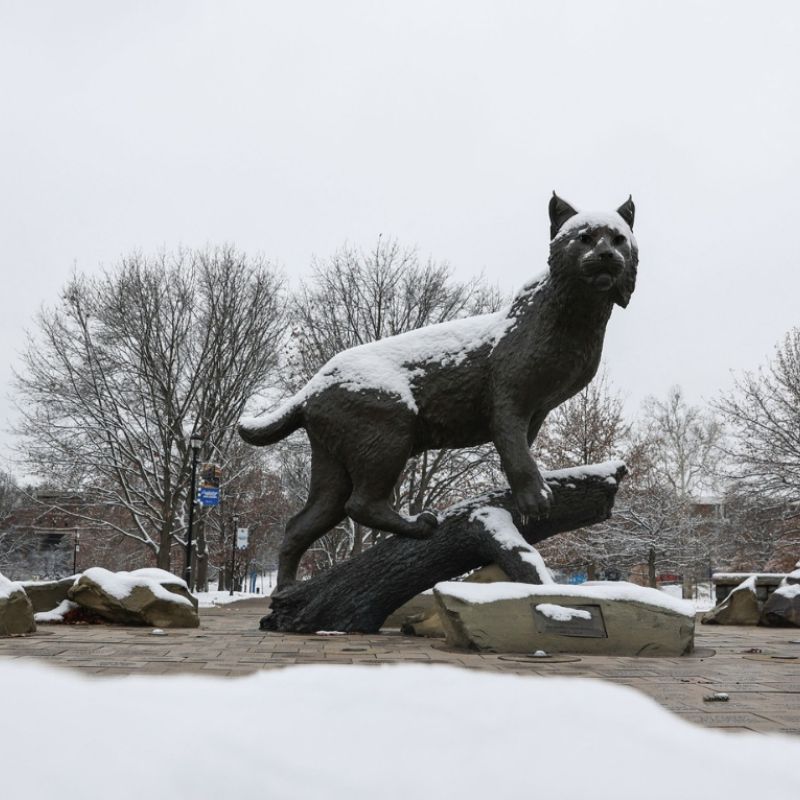 Cat in snow