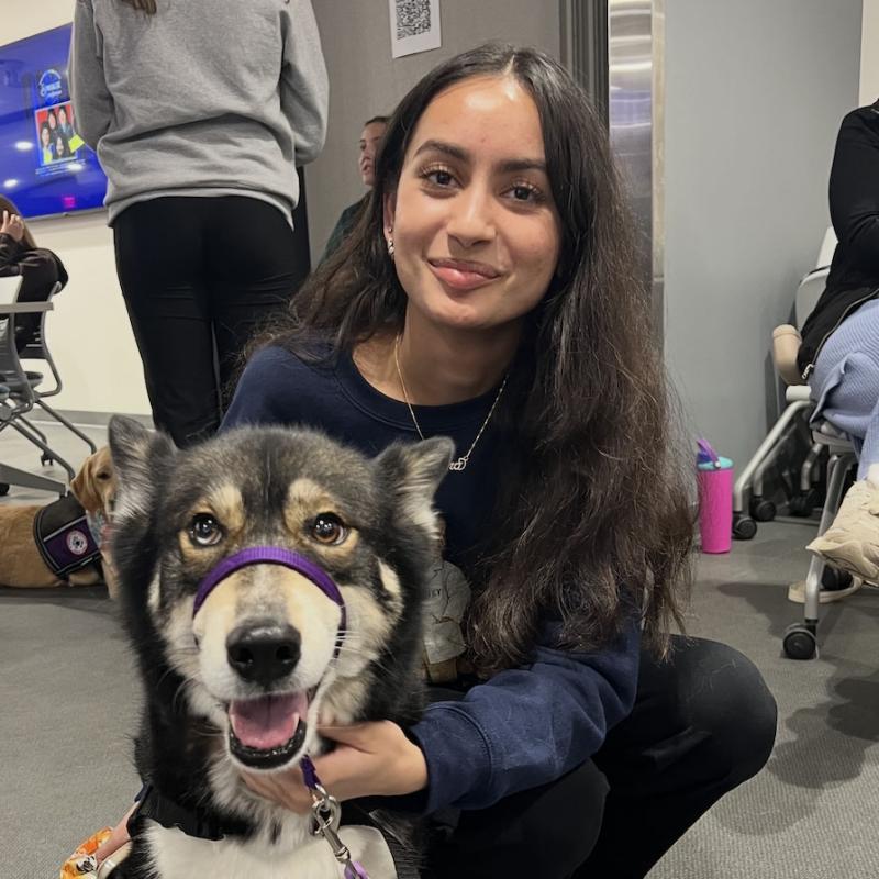 Puppies and professionals